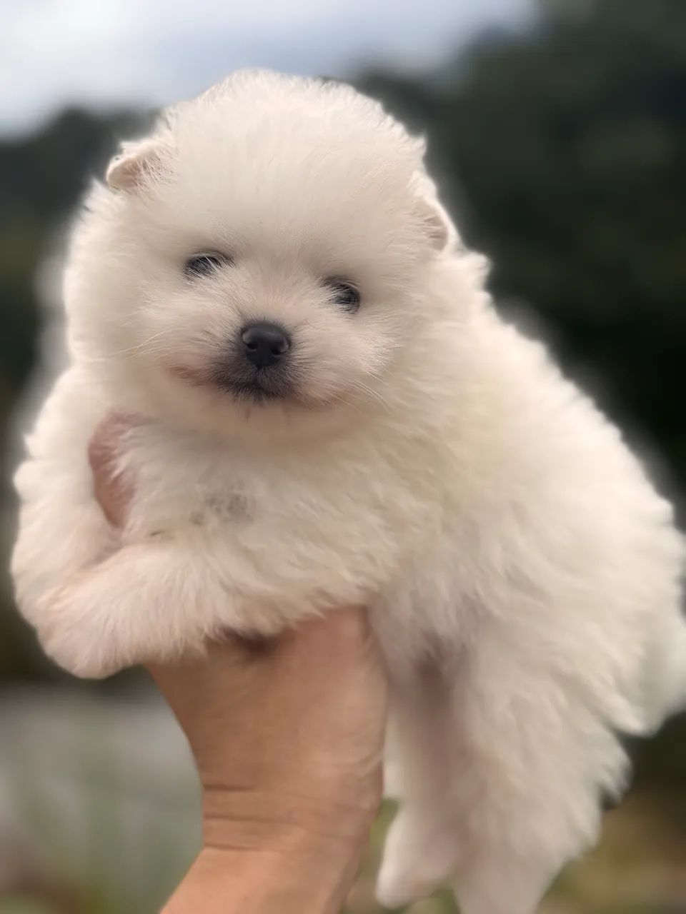 Spitz alemão - Foto 2