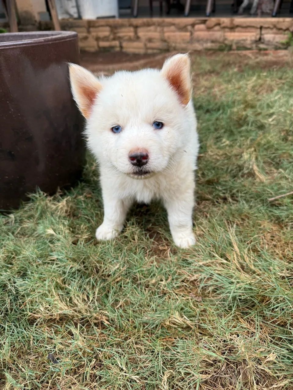 Filhotes Akita Inu  - Foto 2