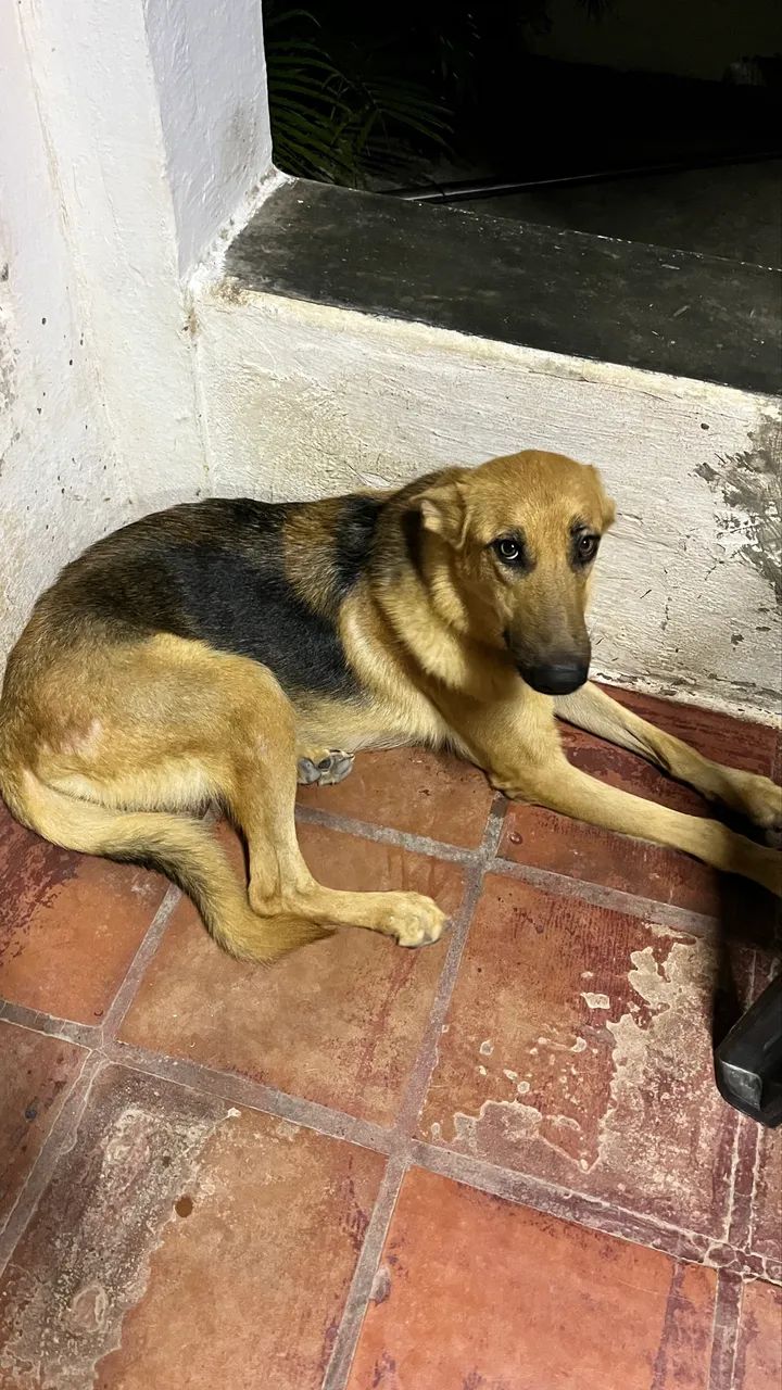 Pastor Alemão Filhotes - Foto 5