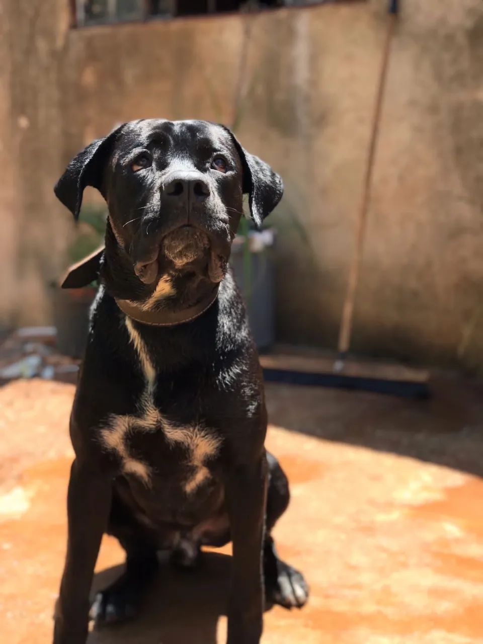 Cane corso  - Foto 2