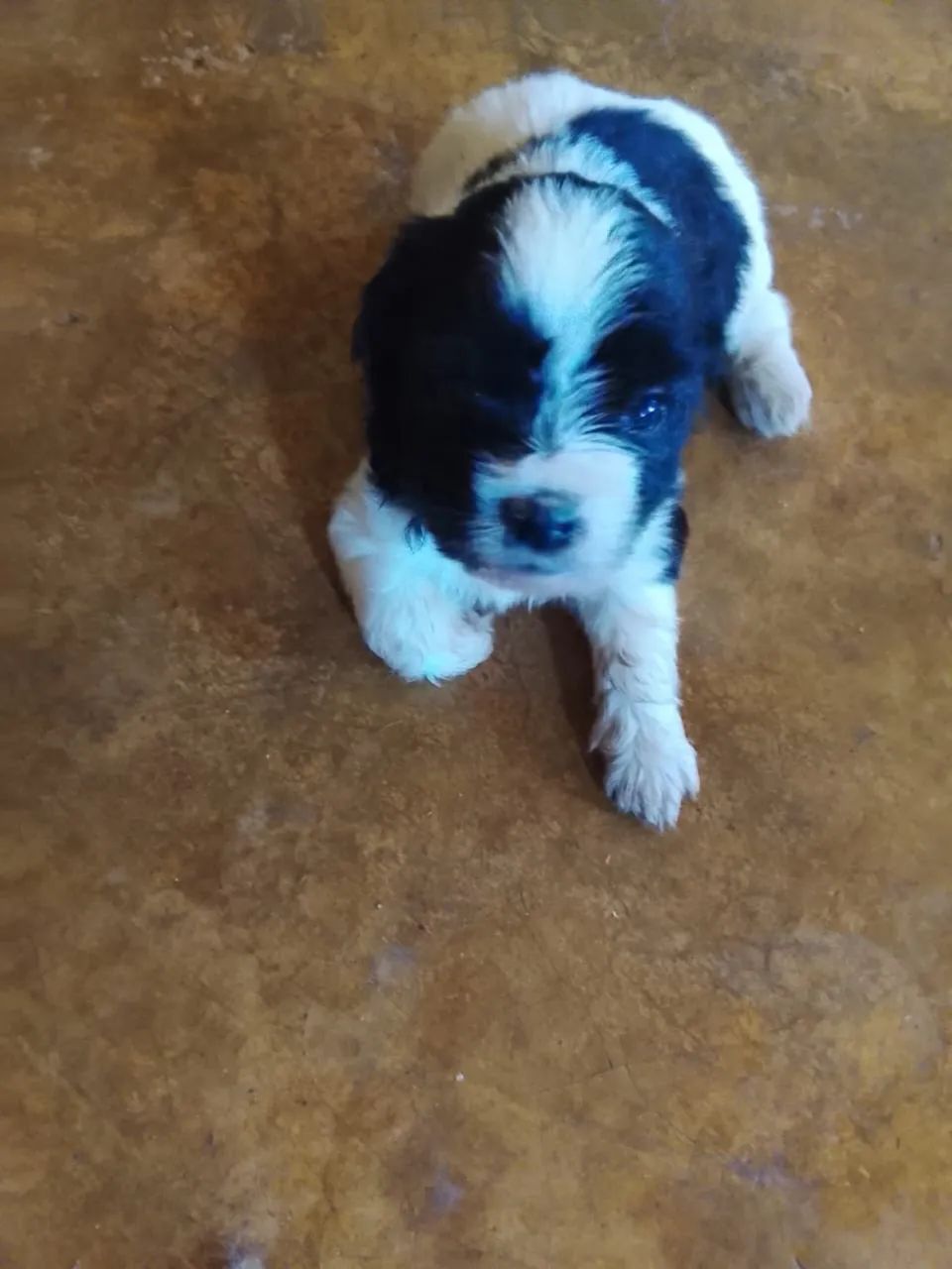 Vendo shih tzu - Foto 2