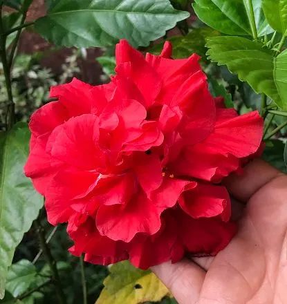 Muda de hibisco 
