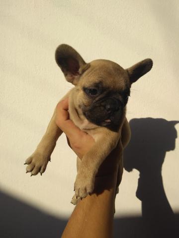 Bulldog Francês - Foto 4