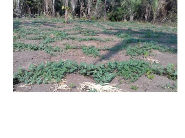 42 hectares, aceito camioneta, capão verde, terra preta,culturão, ocasião - Foto 9