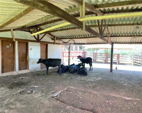 Venda ou Troca por Terra Maior,Chácara 8 alqueires e 25 litros - Bela Vista de Goiás - Foto 3