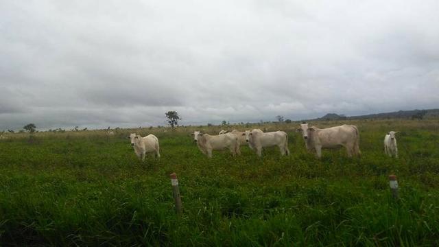 300 Alqs 200 Em Pasto Excelente Fazenda Paraúna GO - Foto 3