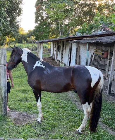 Cavalo alazão tostado de marcha picada - Cavalos e acessórios