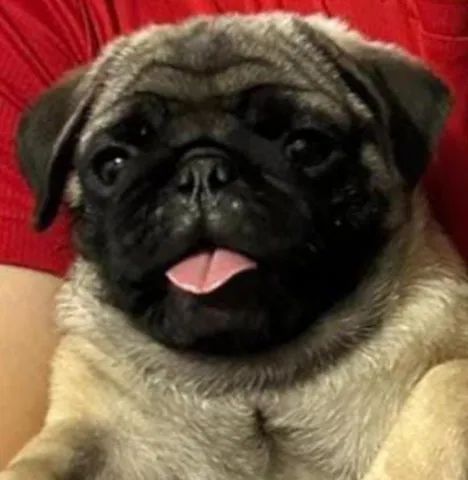 Pug Mini  - Foto 3