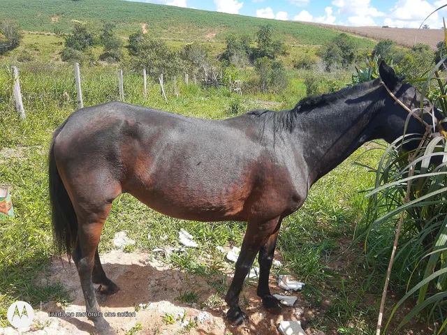 Vendo troco égua dócil  - Foto 3