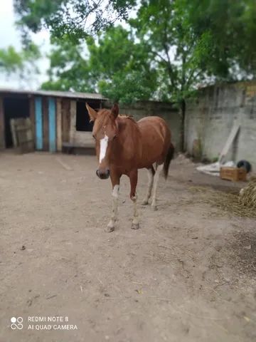 O oveiro-malacara, “Malacara é um sinal branco que o cavalo…