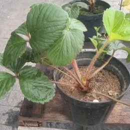 Muda de morango.