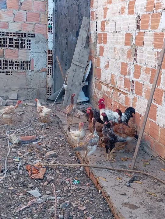 Galinhas caipiras - R$ 70,00 cada - Foto 5