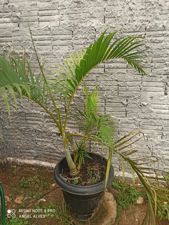 Não entrego,vendo palheiras de fácil cultivo 
