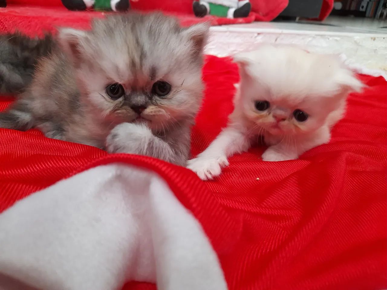 Lindos gatos persa - Foto 5