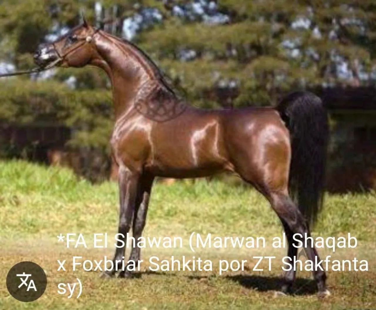 VENDE-SE FILHA de *FA EL SHAWAN EM FILHA de MAGNUM PSYCHE