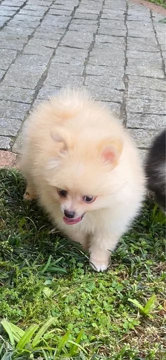 Filhote de Spitz Alemão ( Lulu da Pomeranea)  - Foto 2