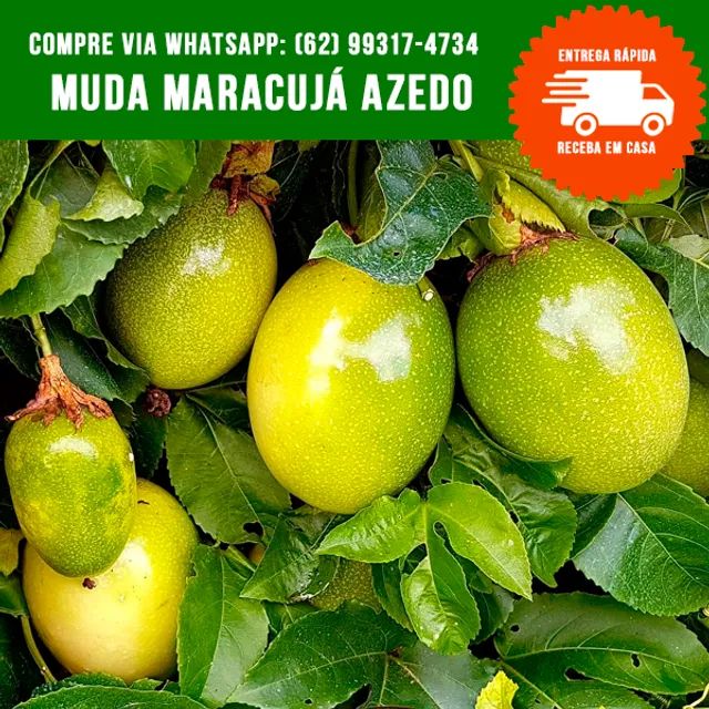 Muda de Maracujá Azedo