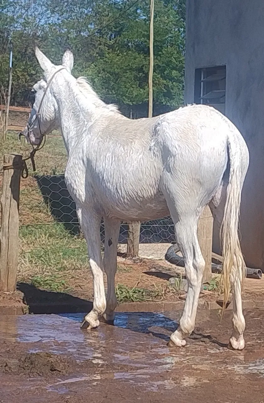 Mula tordilha