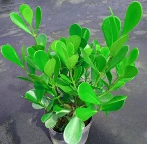 PLANTA CLUSIA