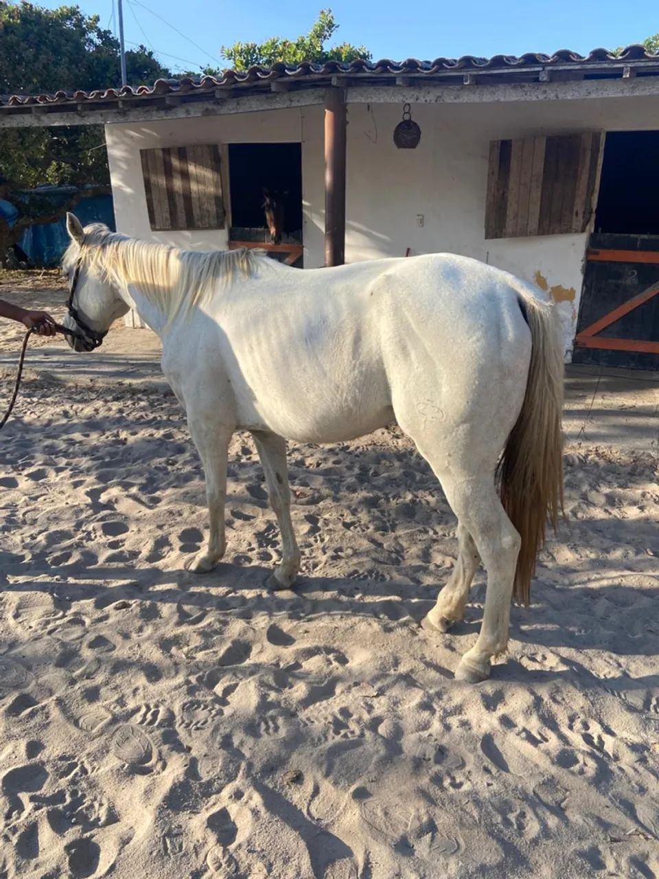  Égua Quarto de Milha  - Foto 4