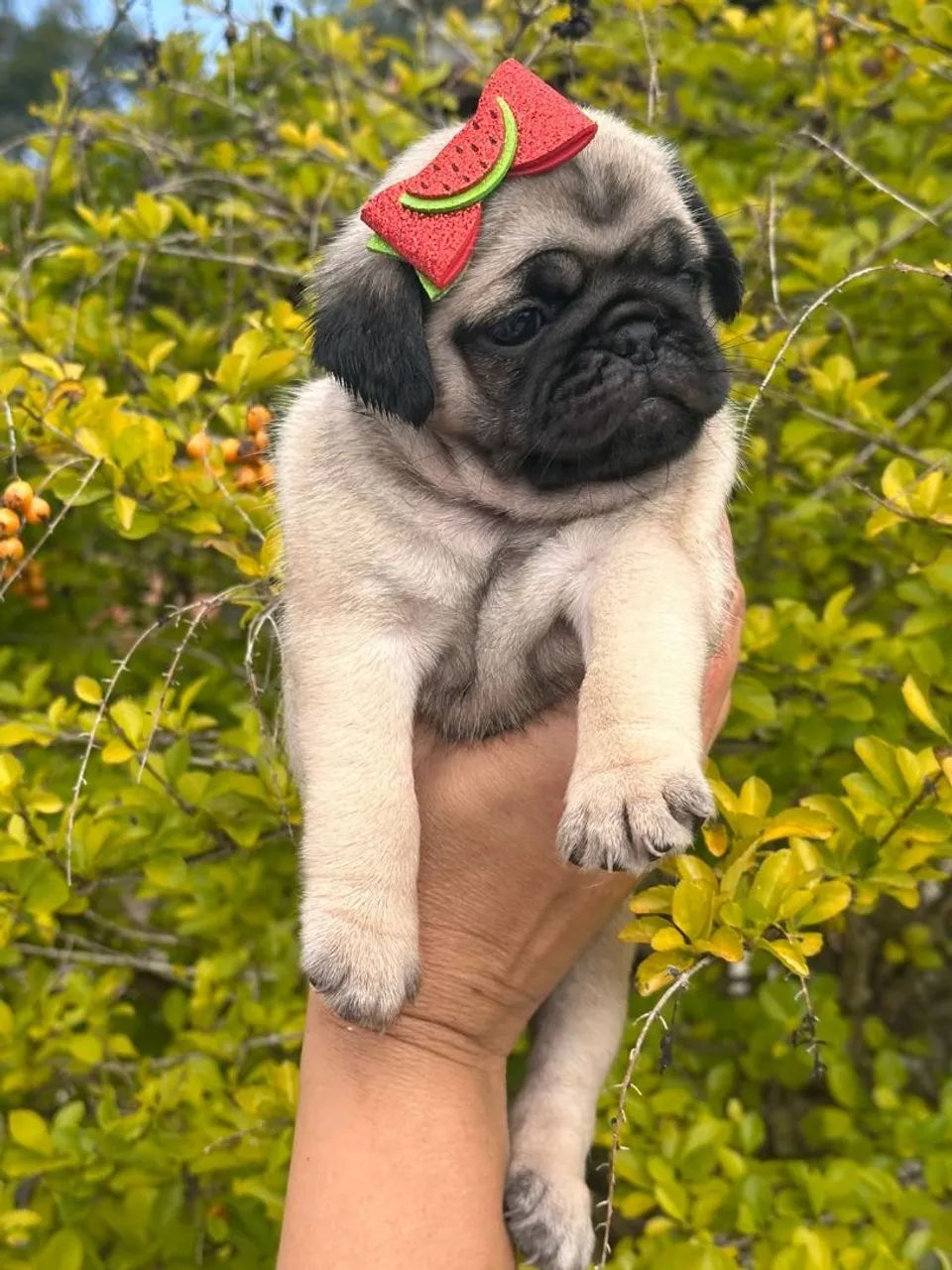 PUG FEMEA LINHAGEM NABUCO LINDA - Foto 5