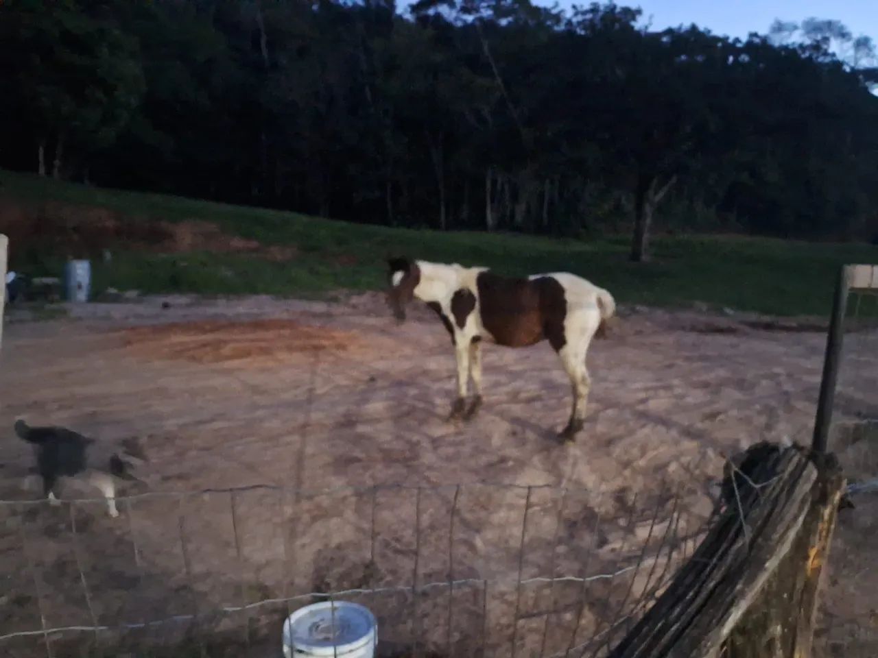 Potro a venda - Foto 3