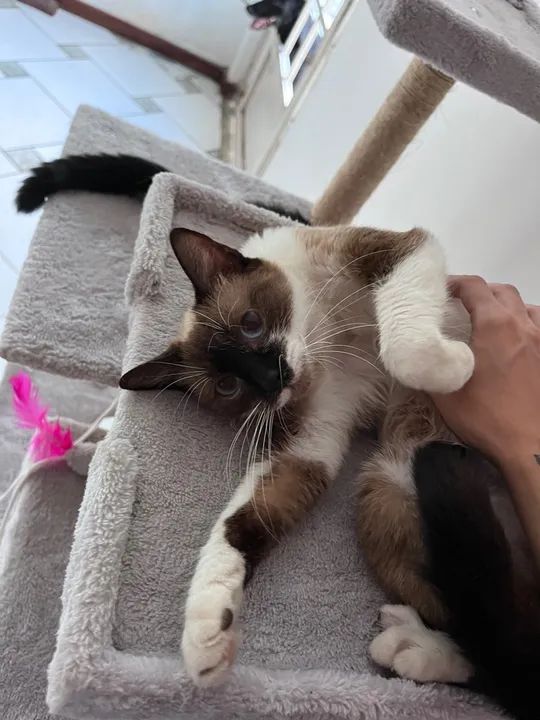 Gatinha fêmea disponível para adoção