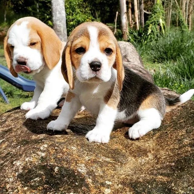 beagles a pronta entrega