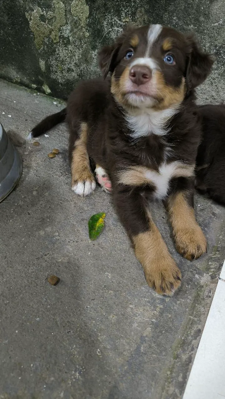 Border Collie com pedigree SOBRACI parcelado 12x cartão 