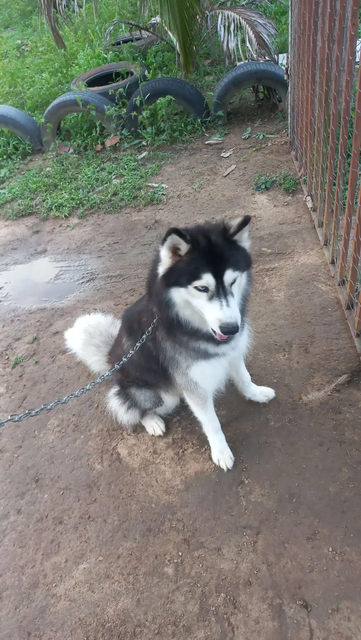Husky Siberiano - pra cruzar