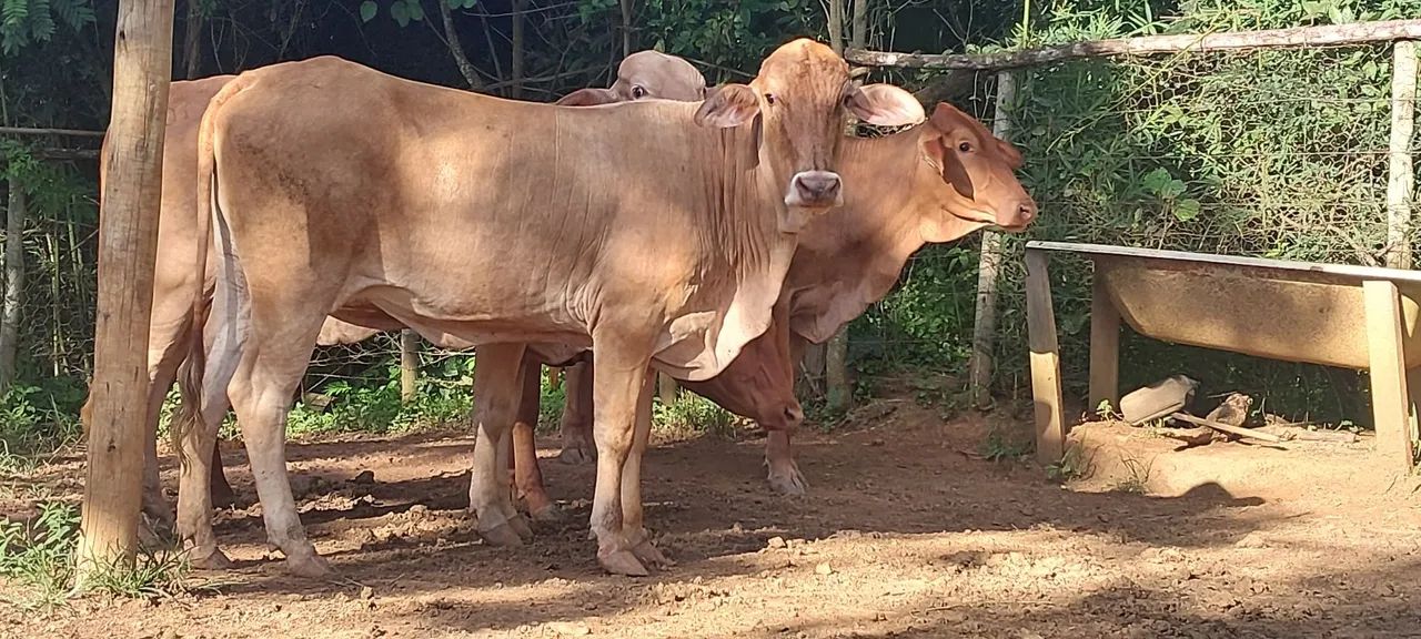 4 novilhas raça caracu - Foto 2