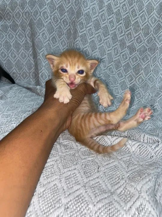Gatinhos fofinhos para adoção 1 mês  - Foto 4