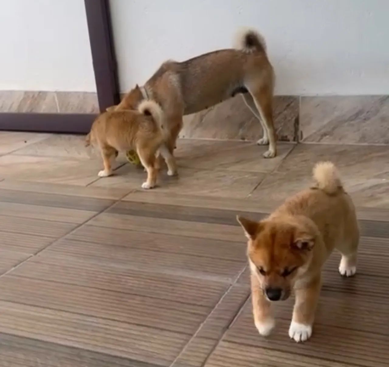 2 filhotes machos de Shiba Inu de pelagem vermelha! - Foto 4