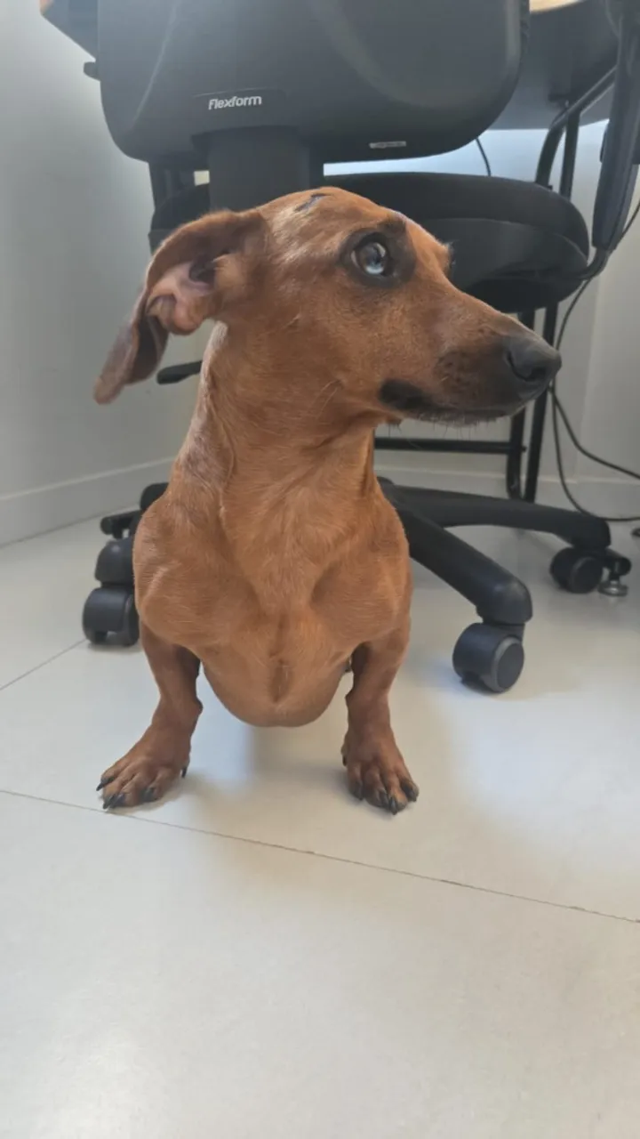 dachshund procura namorada