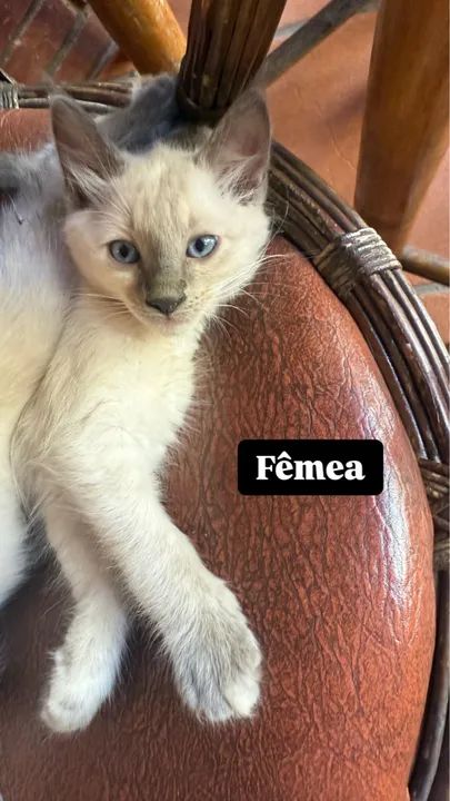 Gatinhos siameses puros  - Foto 2