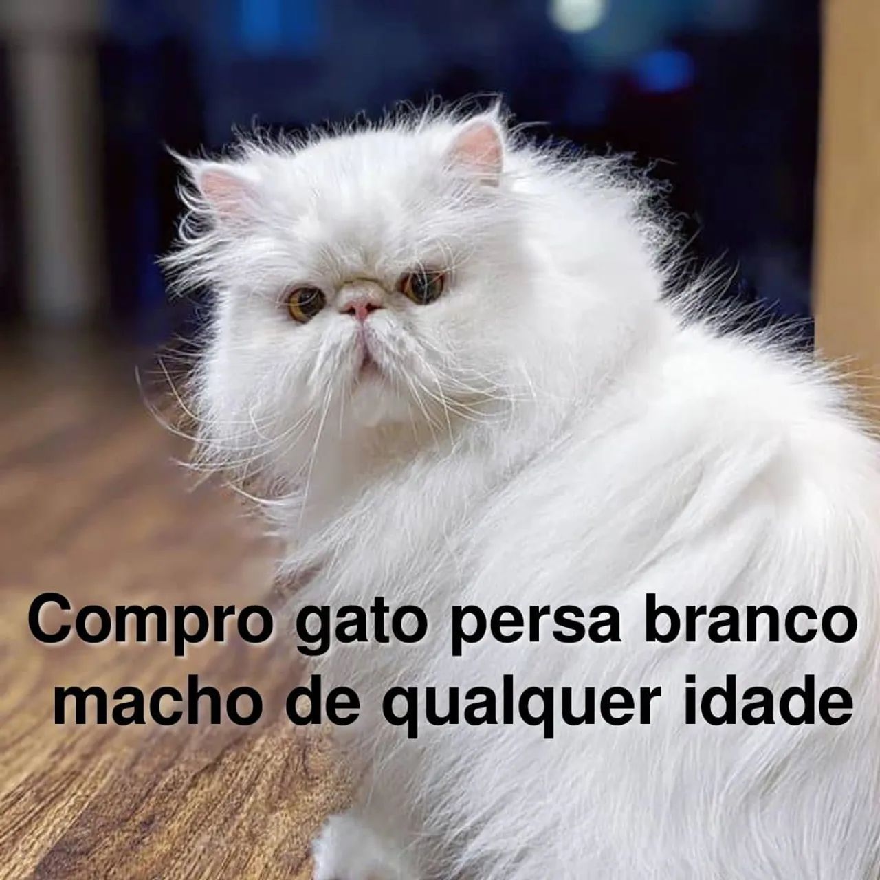 Gato Persa Branco Macho