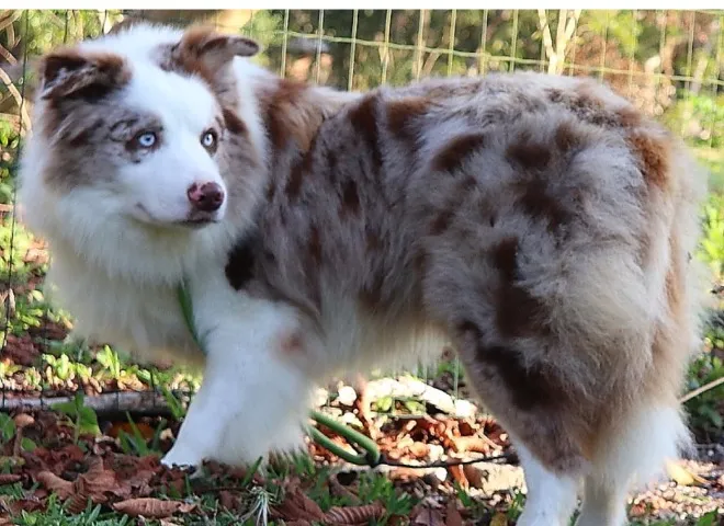 Reserva filhotes Border Collie