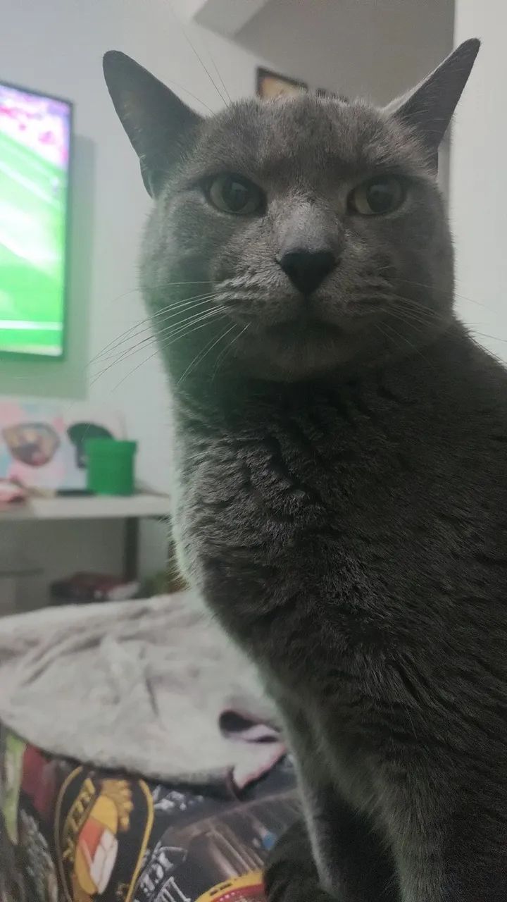 Gatos para doação  - Foto 6