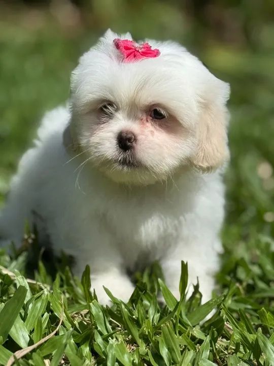 Vendo Shitzu fêmea filhote 