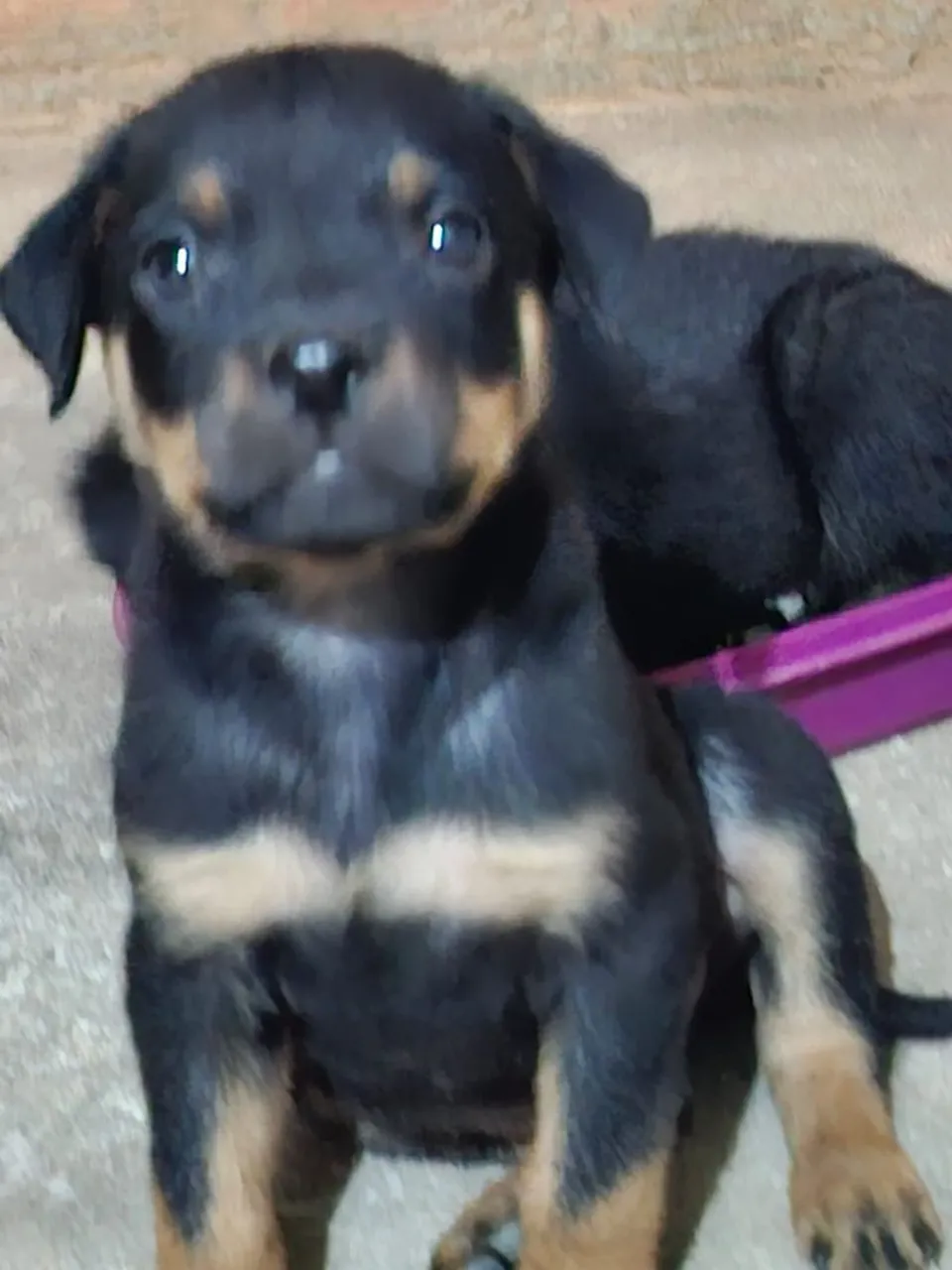 Filhote de Rottweiler disponível para adoção