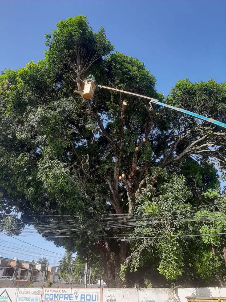 PODA DE ÁRVORES ORÇAMENTO GRÁTIS  - Foto 4
