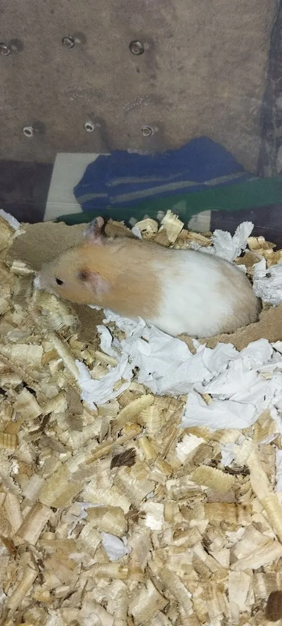 Vendo Hamster Sírio Macho