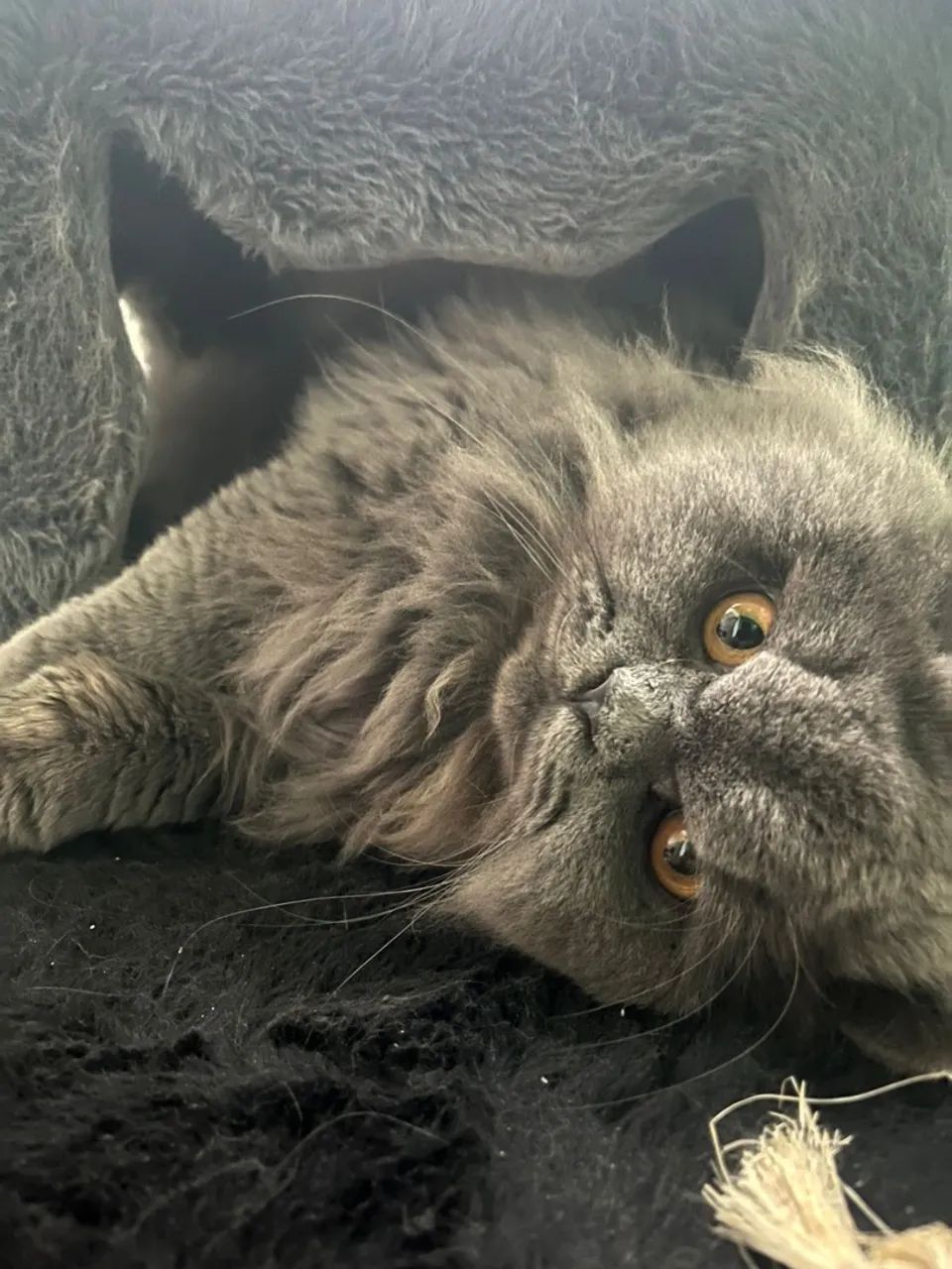 Gato Persa Cinza Procura Namorada Persa para Cruzar! - Foto 6