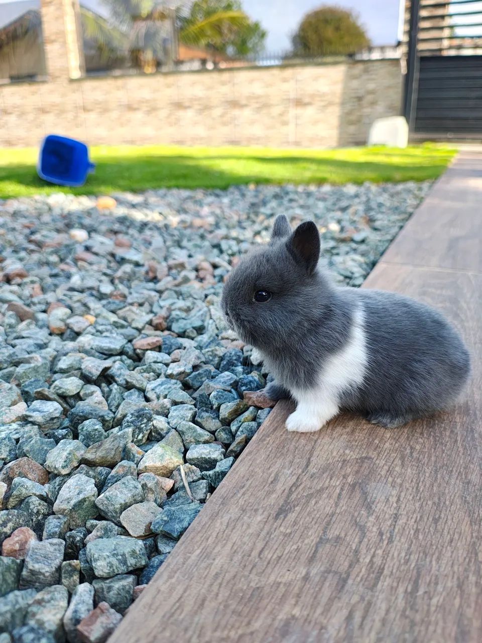 Coelho anão de Netherland 