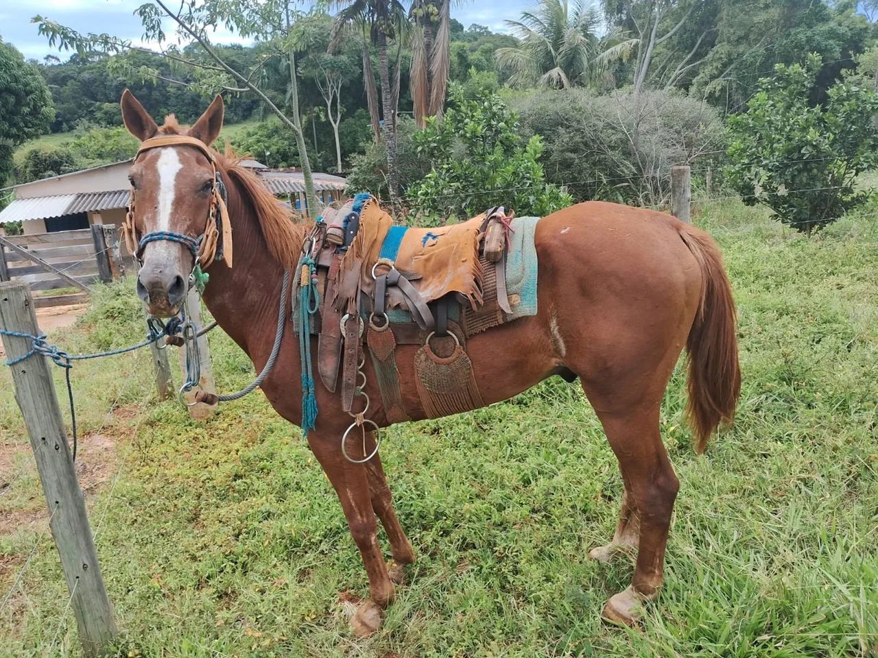 Cavalo de lida  - Foto 2