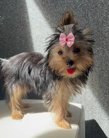 Filhote de Yorkshire Terrier fêmea micro