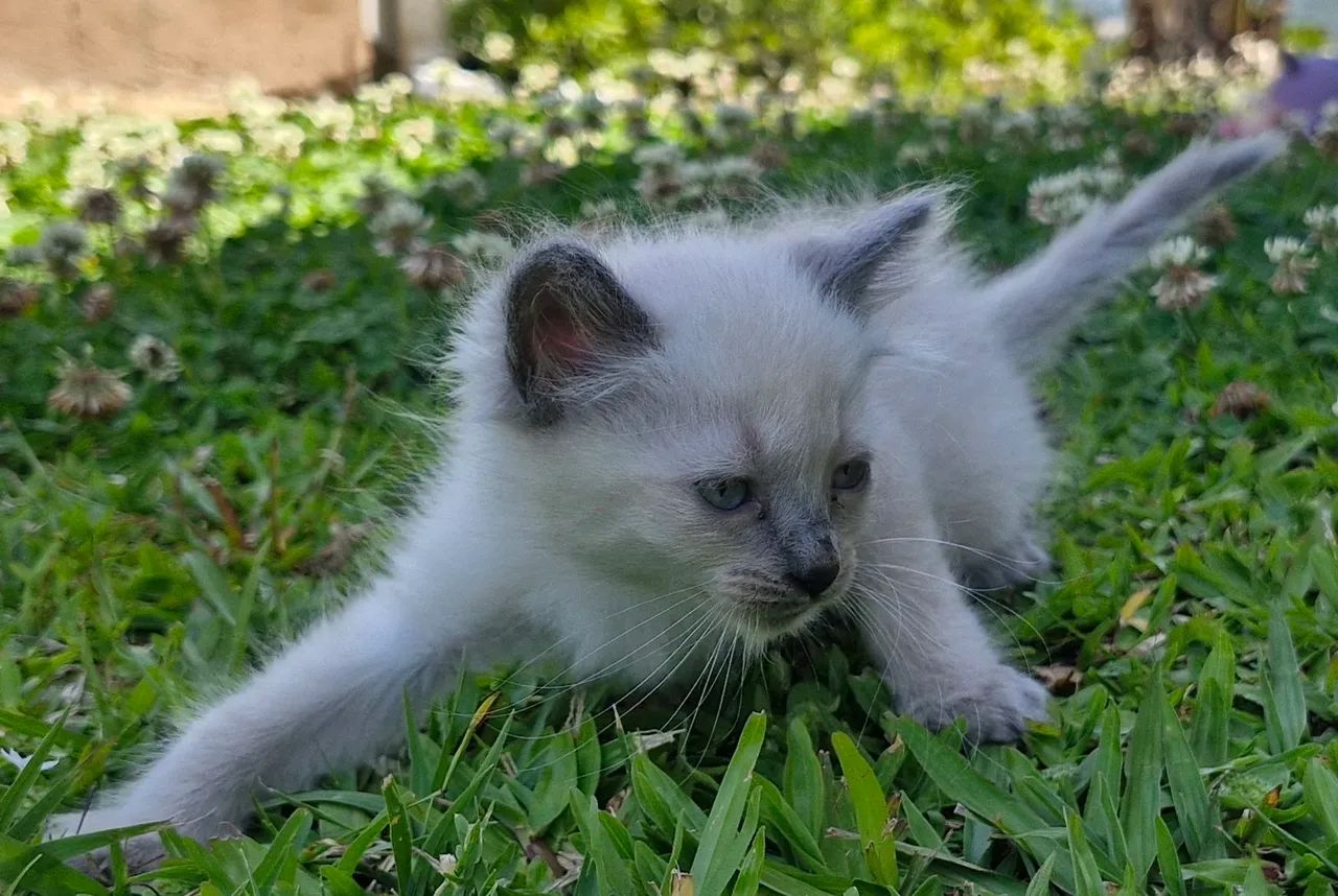 Filhote siamês  - Foto 4