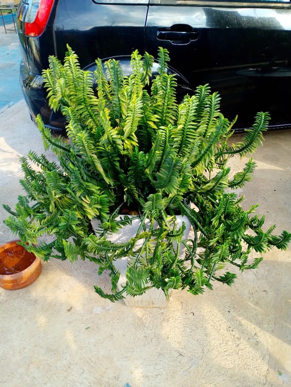 Planta Samambaia Centopeia - Foto 2
