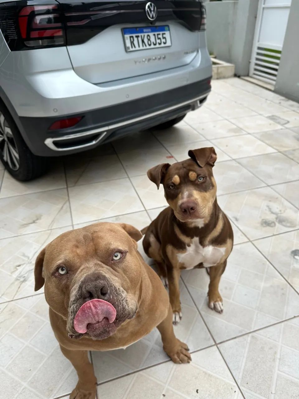 Doação de casal de pit  - Foto 4
