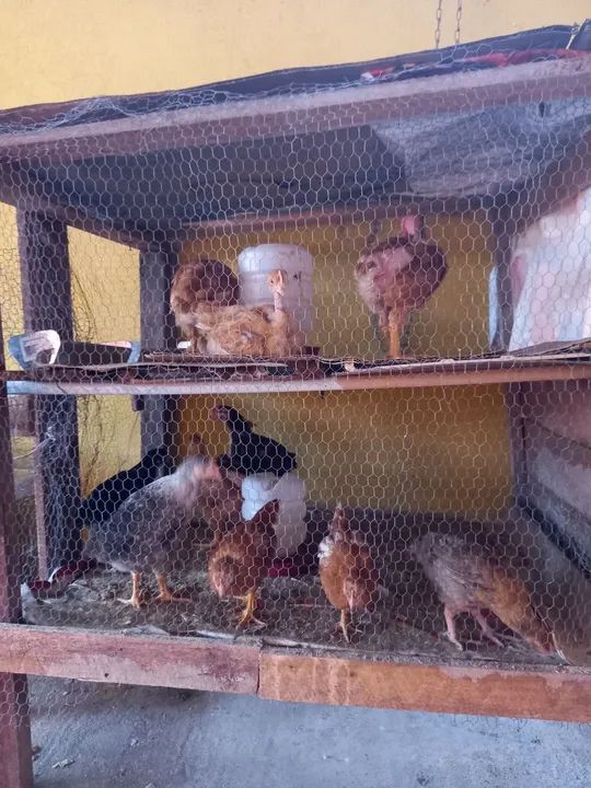 Criatório Rural - Experiência em Avicultura - Foto 2